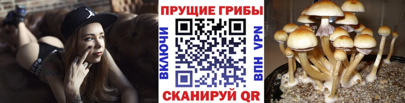 Псилоцибиновые грибы мухоморы  Купить закладки  Оха 